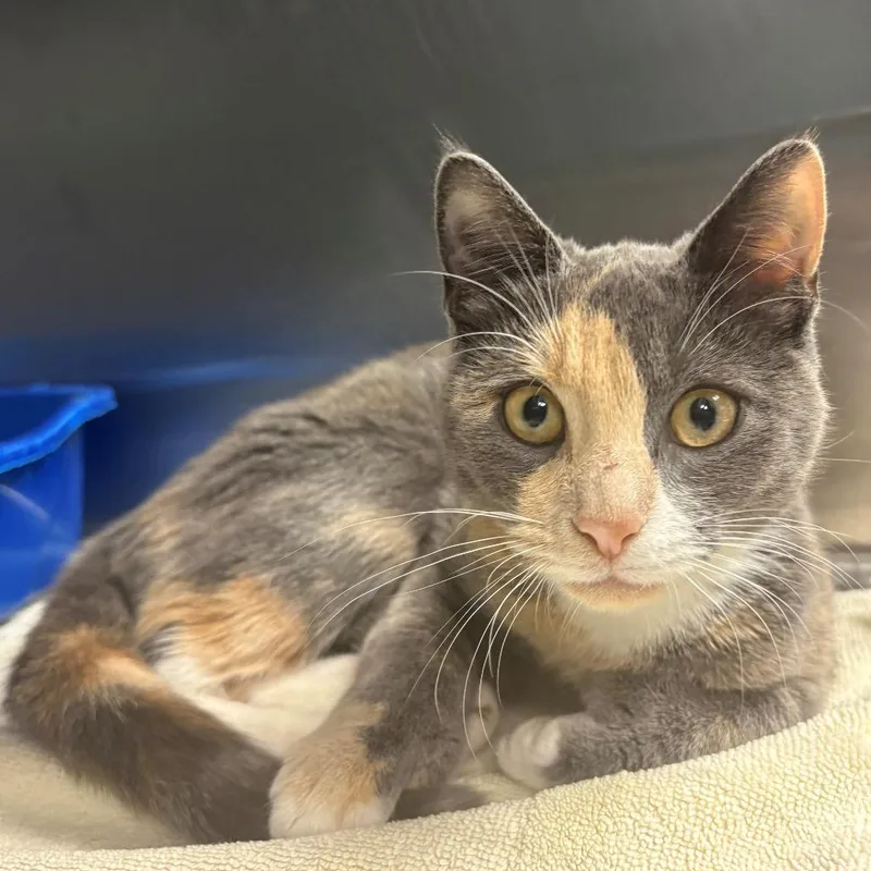 A young small-sized female Calico Domestic Short Hair cat named Celeste for adoption in East Hanover, NJ