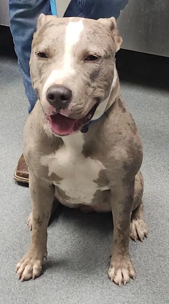A young large-sized female Pit Bull Terrier dog named Dottie for adoption in Sapulpa, OK