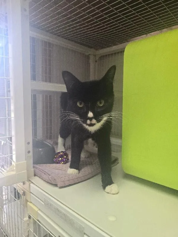An adult medium-sized male Domestic Short Hair cat named Cooper for adoption in Cortland, NY