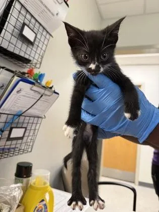 An adult small-sized male Domestic Medium Hair cat named Sharpie for adoption in Shreveport, LA
