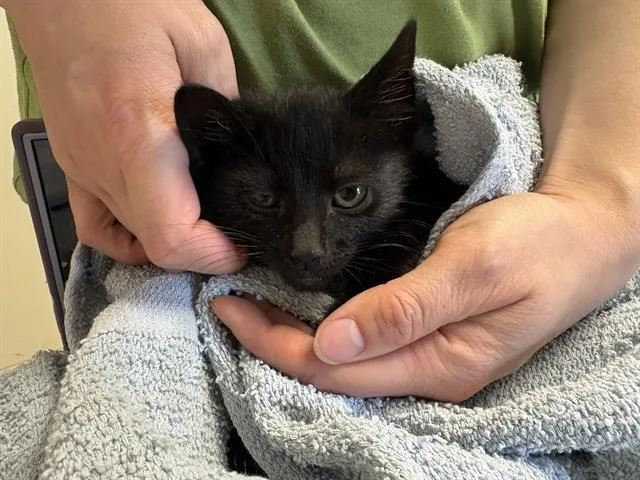 A baby medium-sized male Domestic Short Hair cat named Alex for adoption in Kent, WA