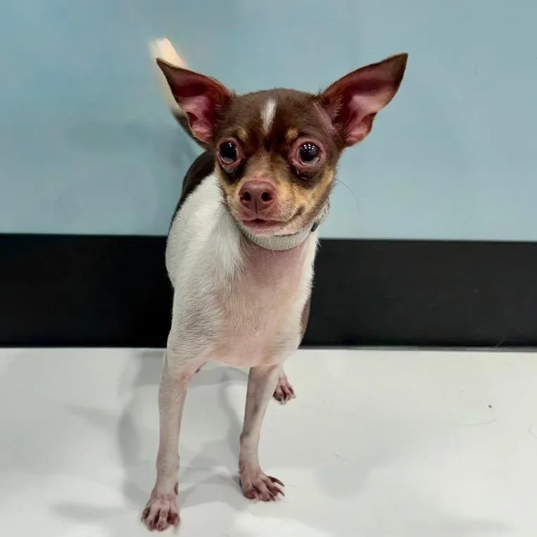 An adult small-sized female Chihuahua dog named Vulpix for adoption in Portland, OR