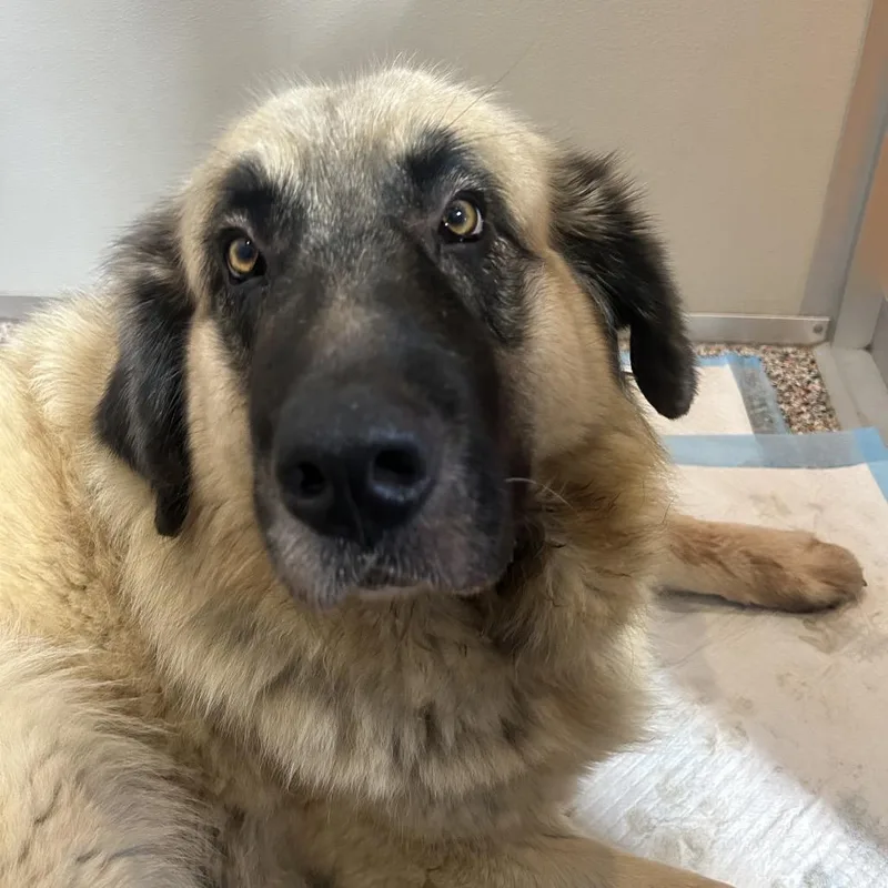 An adult large-sized female Brown / Chocolate Anatolian Shepherd dog named Ceyda for adoption in Salt Lake City, UT