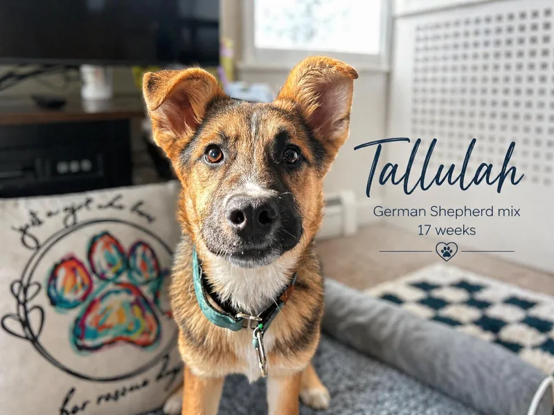 A baby large-sized female Tricolor (Brown, Black, & White) German Shepherd Dog dog named Tallulah for adoption in Billerica, MA