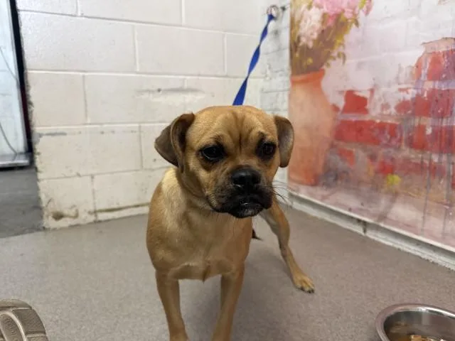 A young small-sized female Pug dog named Lexie for adoption in San Bernardino, CA