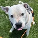 An adult extra large-sized male Black Mixed Breed dog named Kane for adoption in Hilliard, OH