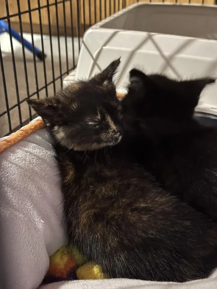 A baby medium-sized female Domestic Medium Hair cat named Jaclyn Smith for adoption in Dorr, MI