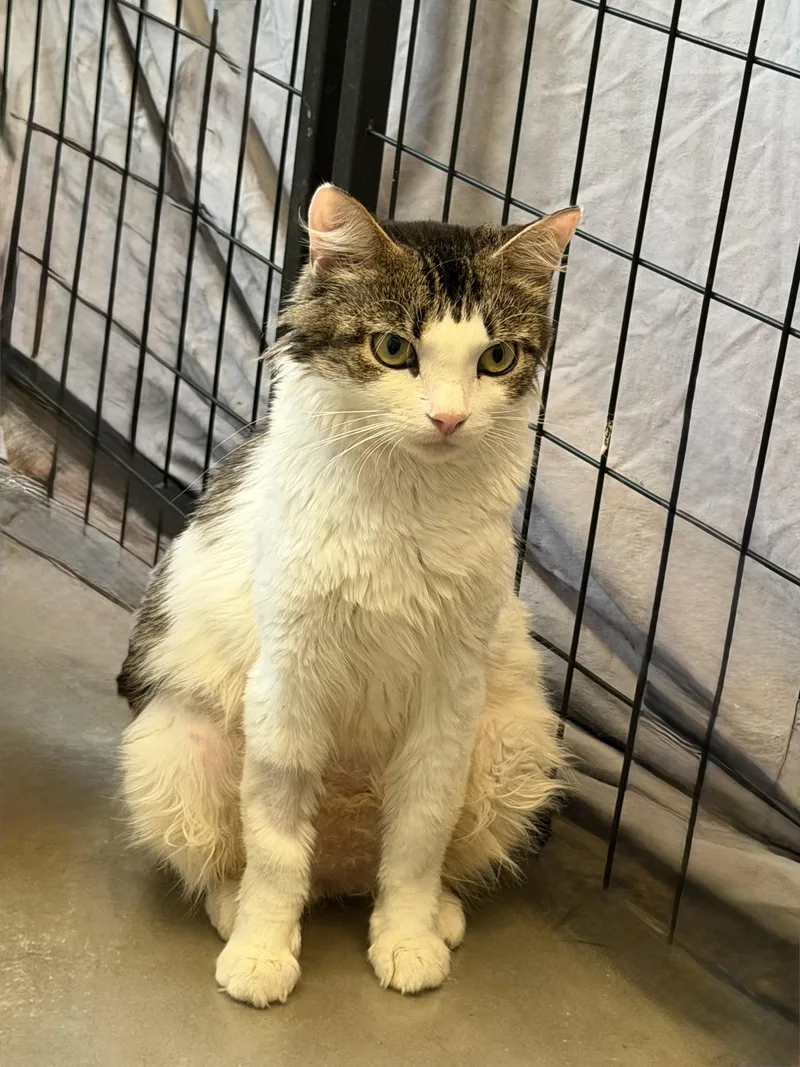 An adult large-sized female Domestic Medium Hair cat named Spice for adoption in Norco, CA