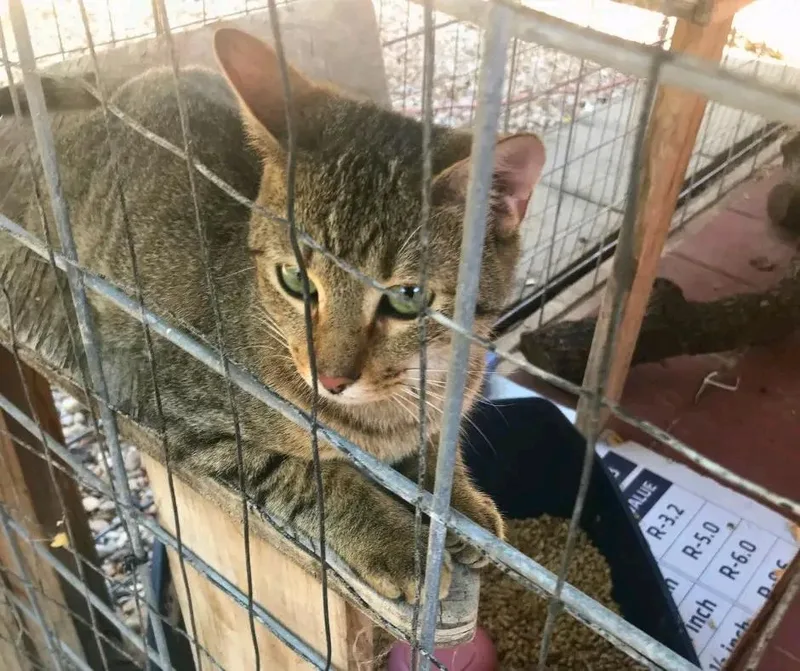 Three Bears thumbnail 2