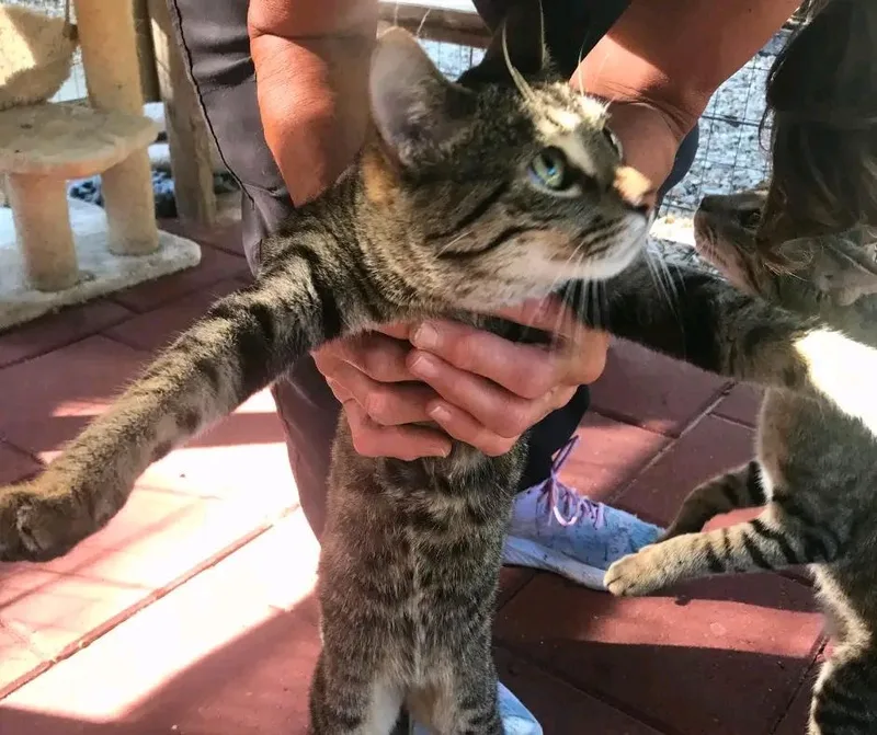 Three Bears thumbnail 3