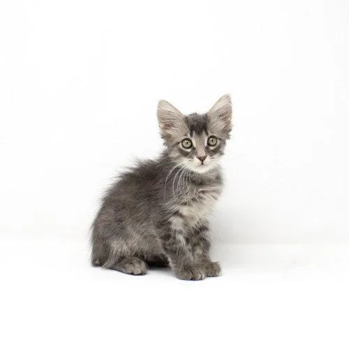 A baby medium-sized female Domestic Medium Hair cat named Emiliano for adoption in Florence, AZ