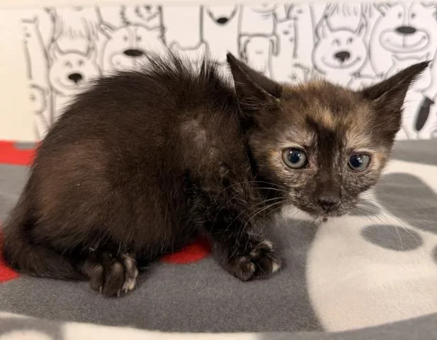 A baby small-sized female Domestic Short Hair cat named Ran Ran for adoption in San Pedro, CA
