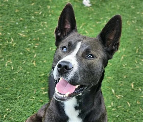 A young large-sized male Australian Cattle Dog / Blue Heeler dog named Luey for adoption in Antioch, CA