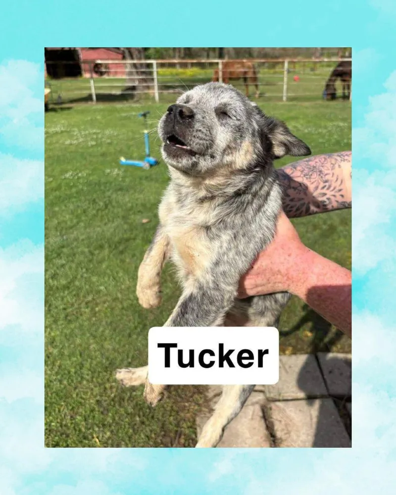 A baby medium-sized male Australian Cattle Dog / Blue Heeler dog named Tucker for adoption in Rock Hill, NY