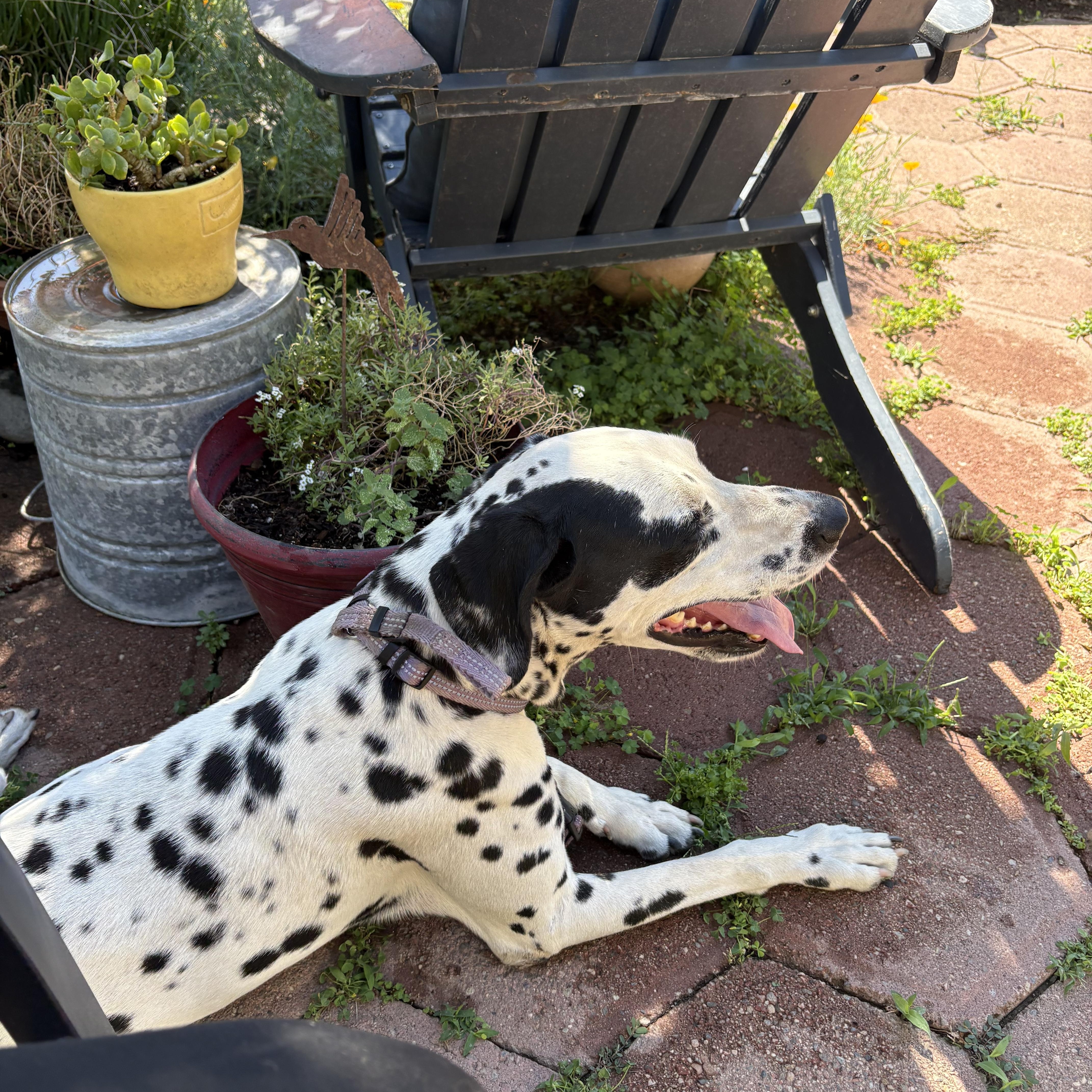 A young medium-sized male Dalmatian dog named Marshallemon Cove Ca for adoption in San Diego, CA