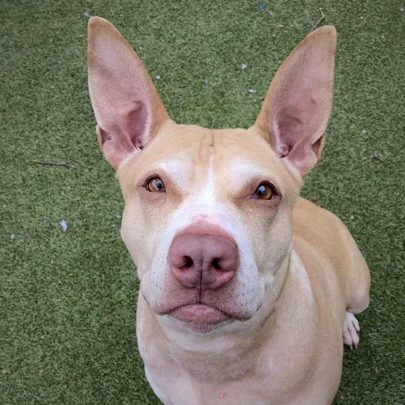 Lady Bunny Ears thumbnail 2