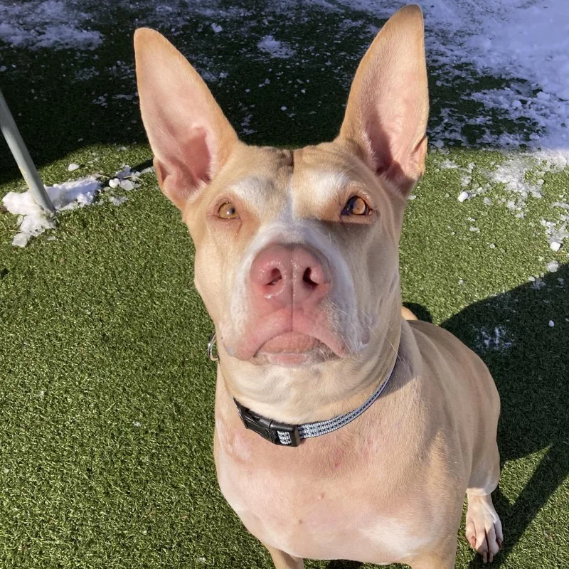 Lady Bunny Ears thumbnail 3