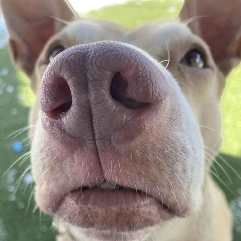 Lady Bunny Ears thumbnail 4