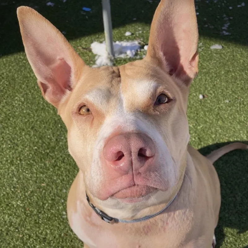 Lady Bunny Ears thumbnail 5