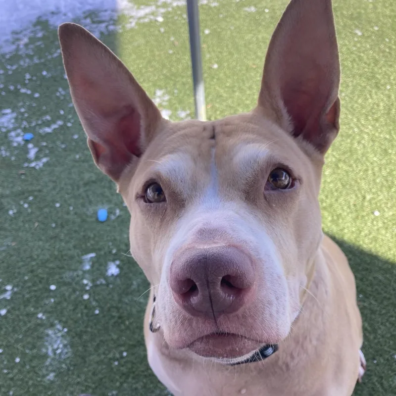 Lady Bunny Ears thumbnail 6