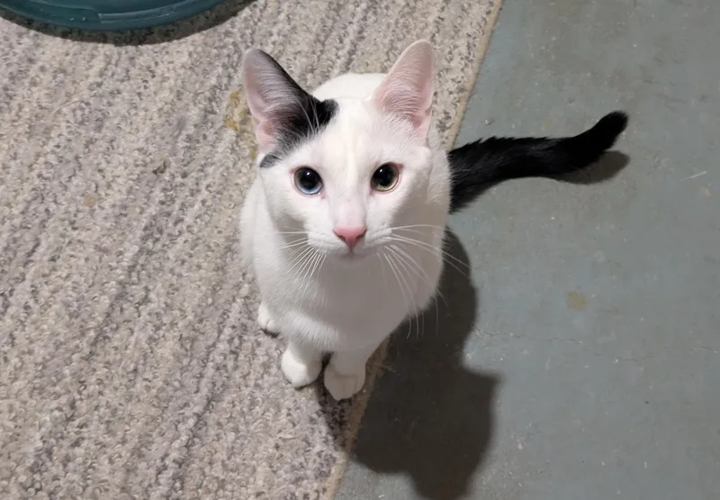 A young medium-sized male Domestic Short Hair cat named Veggie Babies for adoption in Kalamazoo, MI