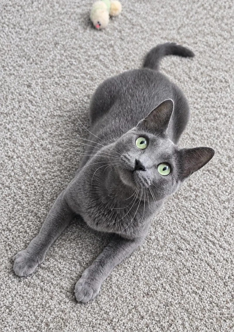 Nova