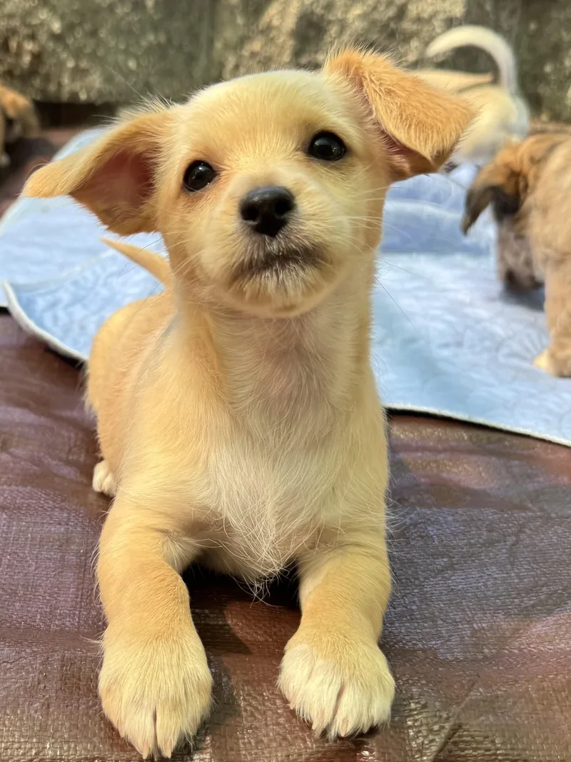 A baby small-sized female Yellow / Tan / Blond / Fawn Chihuahua dog named Portia for adoption in Shingle Springs, CA