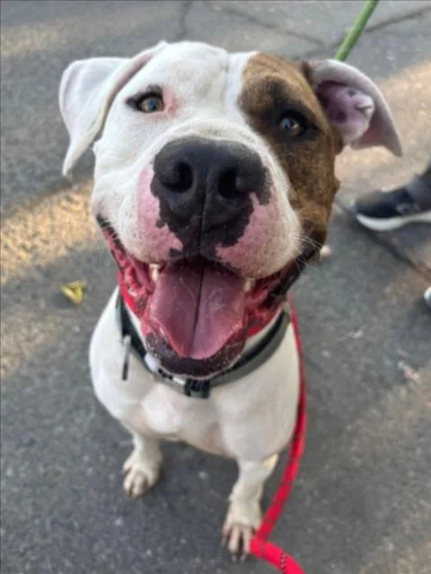 A senior large-sized male Pit Bull Terrier dog named Gatsby for adoption in Woodland, CA