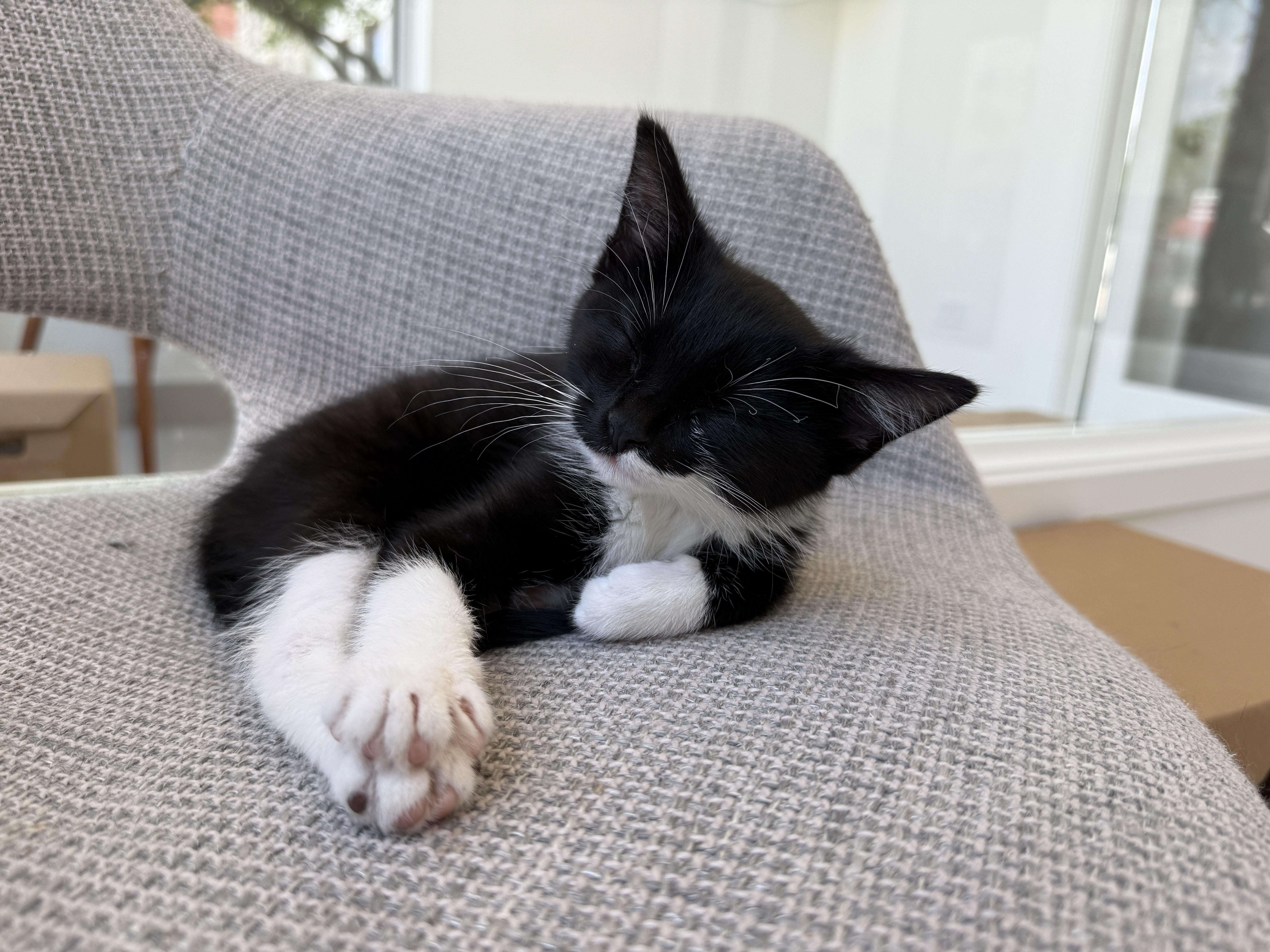 A baby medium-sized female Black & White / Tuxedo Domestic Short Hair cat named Ali for adoption in Evanston, IL