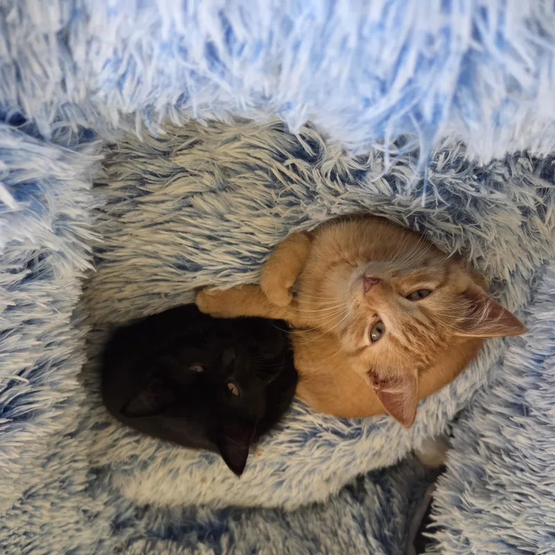 A baby medium-sized female Black Domestic Short Hair cat named Nora for adoption in Minneapolis, MN