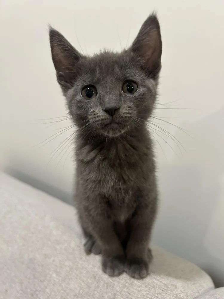 A baby small-sized female Gray / Blue / Silver Domestic Short Hair cat named Genny for adoption in Greenbelt, MD