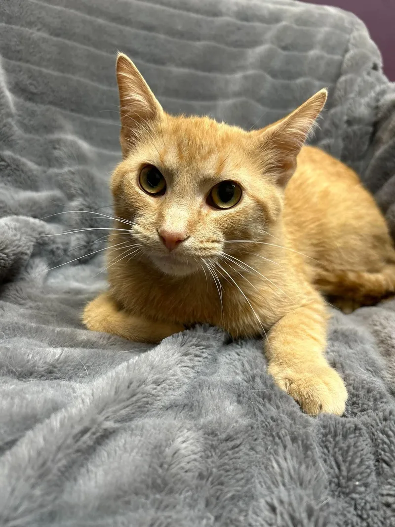 A baby medium-sized male Tabby (Orange / Red) Domestic Short Hair cat named Groot for adoption in Alexandria, MN
