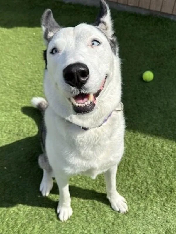 An adult large-sized female Siberian Husky dog named Lucky for adoption in Oceanside, CA