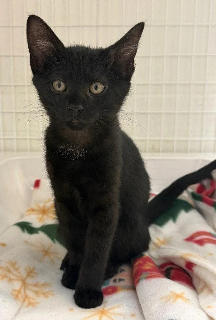 A baby medium-sized female Black Domestic Short Hair cat named Adler for adoption in St. Helens, OR