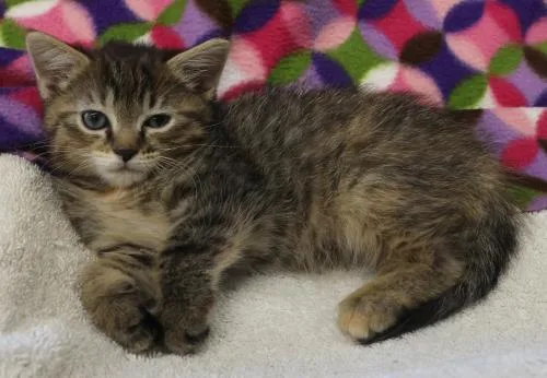 A young medium-sized female Domestic Short Hair cat named Loretta for adoption in Thief River Falls, MN
