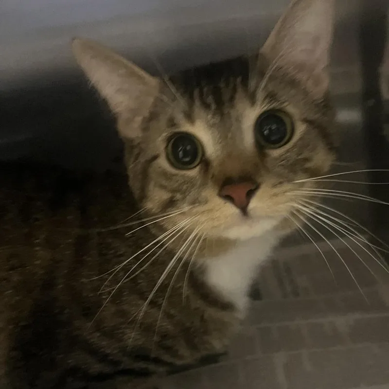 An adult medium-sized male Brown / Chocolate Domestic Short Hair cat named Casanova for adoption in Oak Park, IL