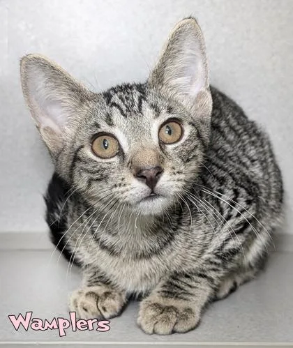 A baby small-sized male Domestic Short Hair cat named Wamplers for adoption in Mason, MI