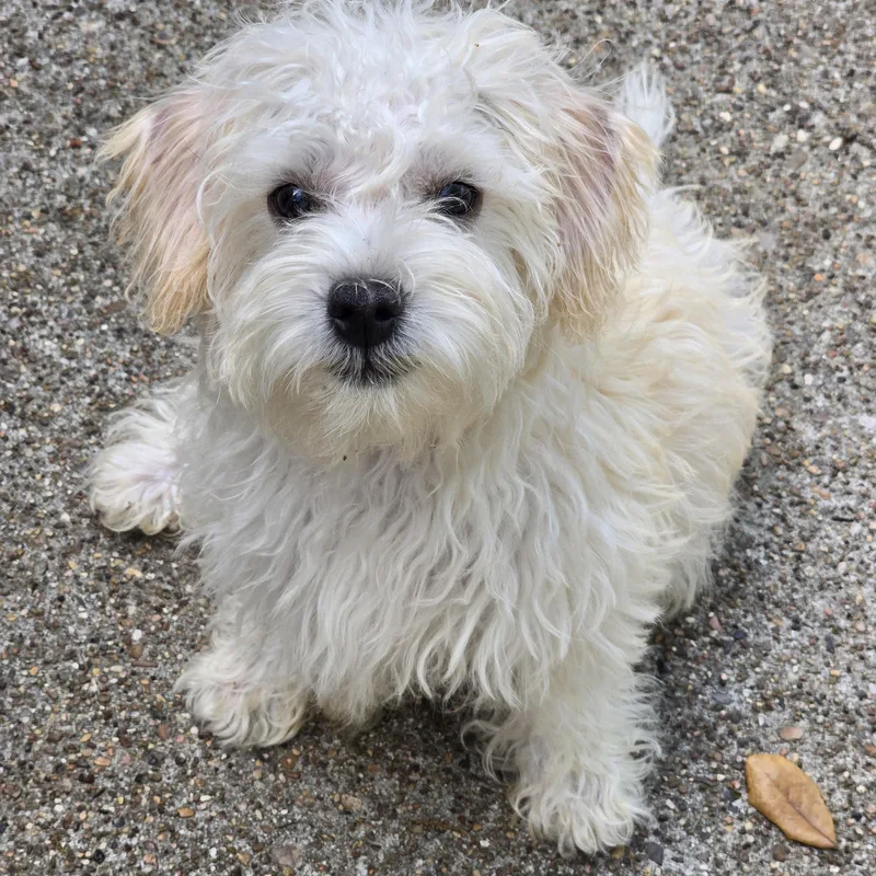 Willisley Wat thumbnail 2