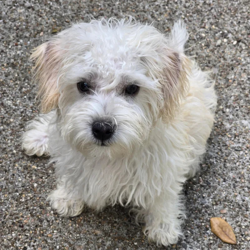 A baby small-sized male White / Cream Maltese dog named Willisley Wat for adoption in Missouri City, TX