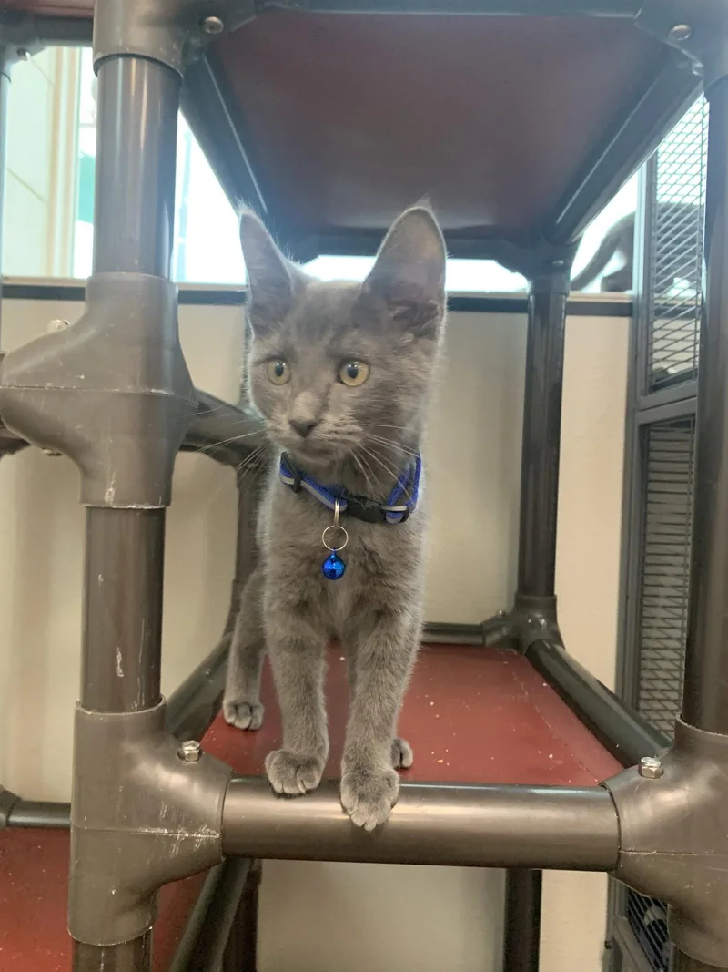 A baby medium-sized female Gray / Blue / Silver Domestic Short Hair cat named Moana for adoption in Sanford, FL