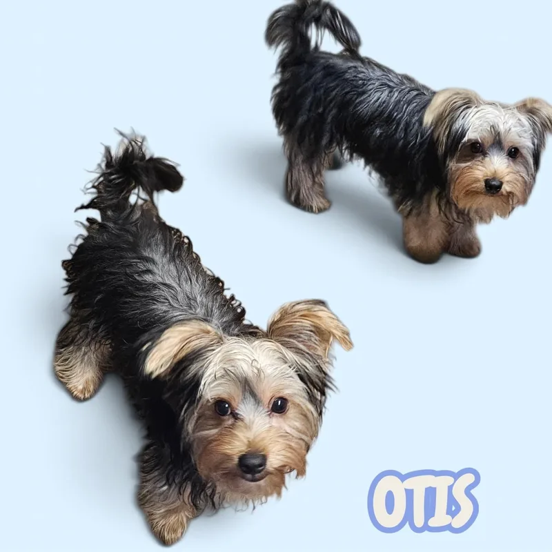A baby small-sized male Gray / Blue / Silver Yorkshire Terrier dog named Otis for adoption in Chesnee, SC