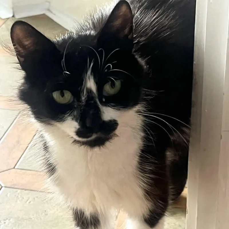 An adult large-sized female Black & White / Tuxedo Tuxedo cat named Cookie for adoption in HANSON, MA