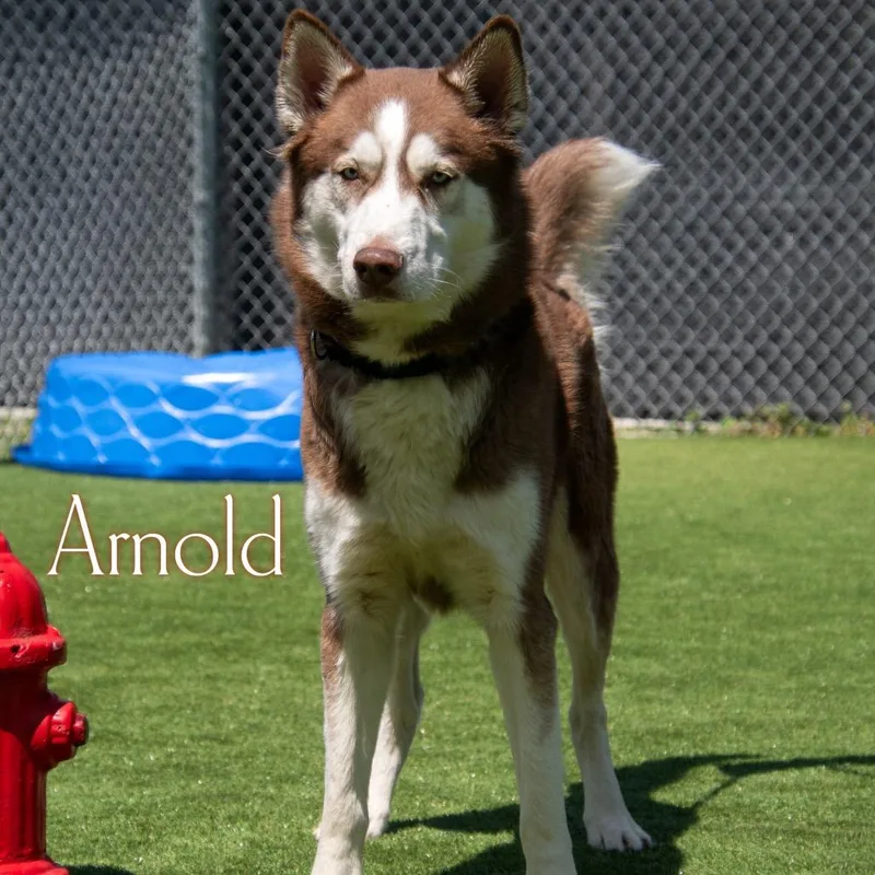 An adult medium-sized male Red / Chestnut / Orange Siberian Husky dog named Arnold for adoption in Parkersburg, WV