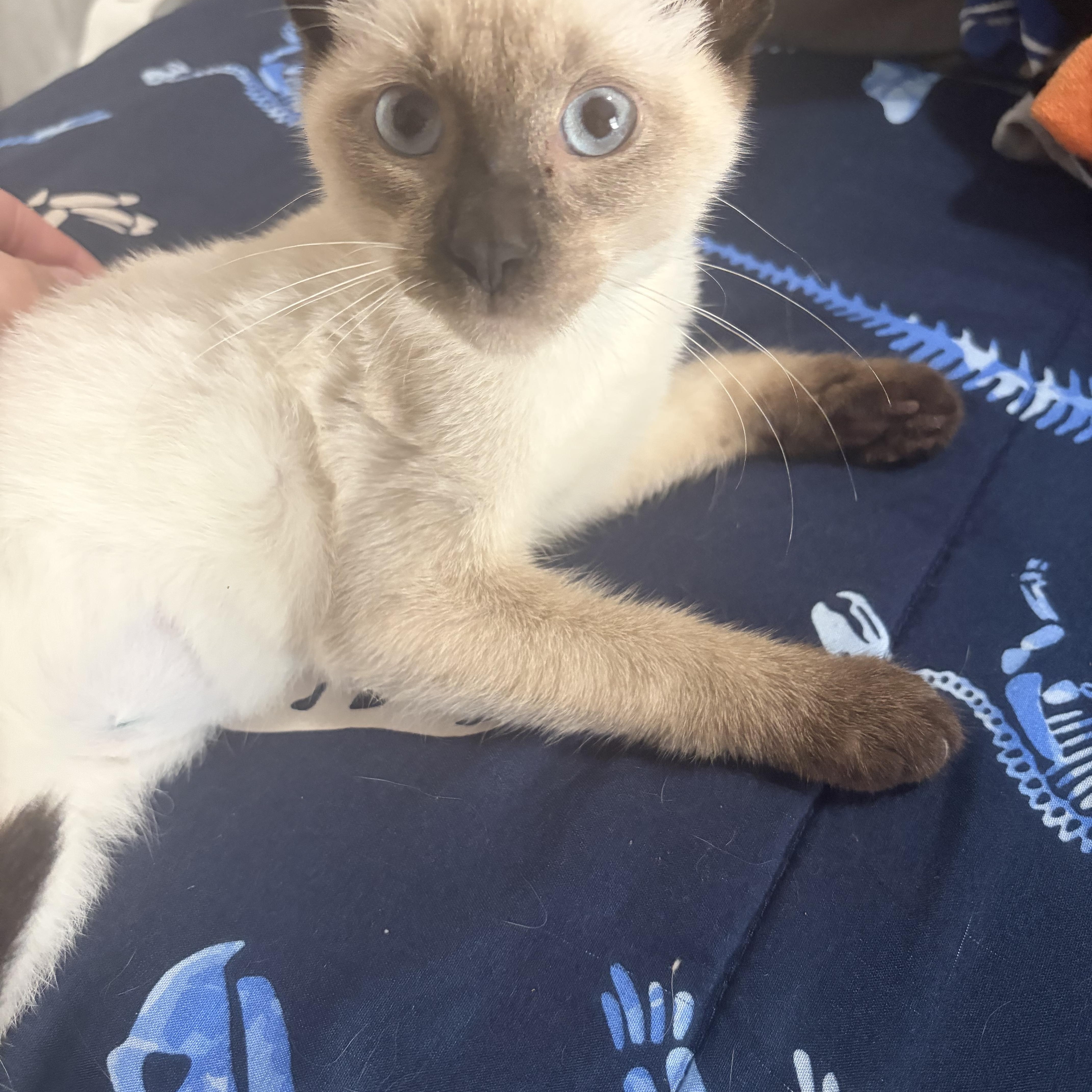 A baby small-sized male Seal Point Siamese cat named Emmett for adoption in Davisburg, MI