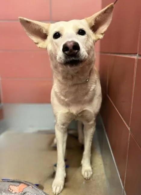 An adult large-sized female German Shepherd Dog dog named A for adoption in Houston, TX
