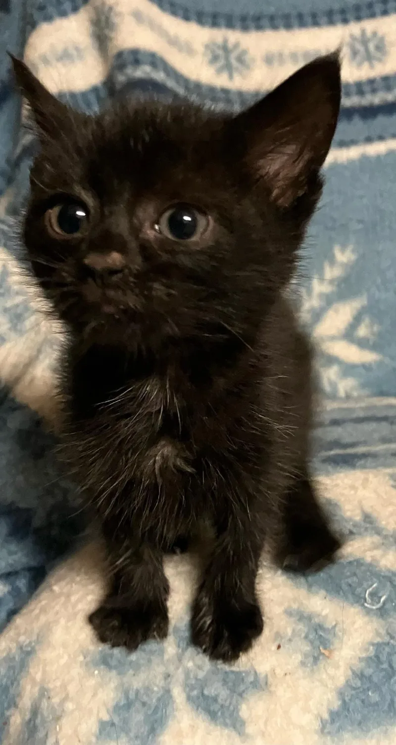A baby medium-sized male Black Domestic Short Hair cat named Sanford for adoption in Wayne, NJ