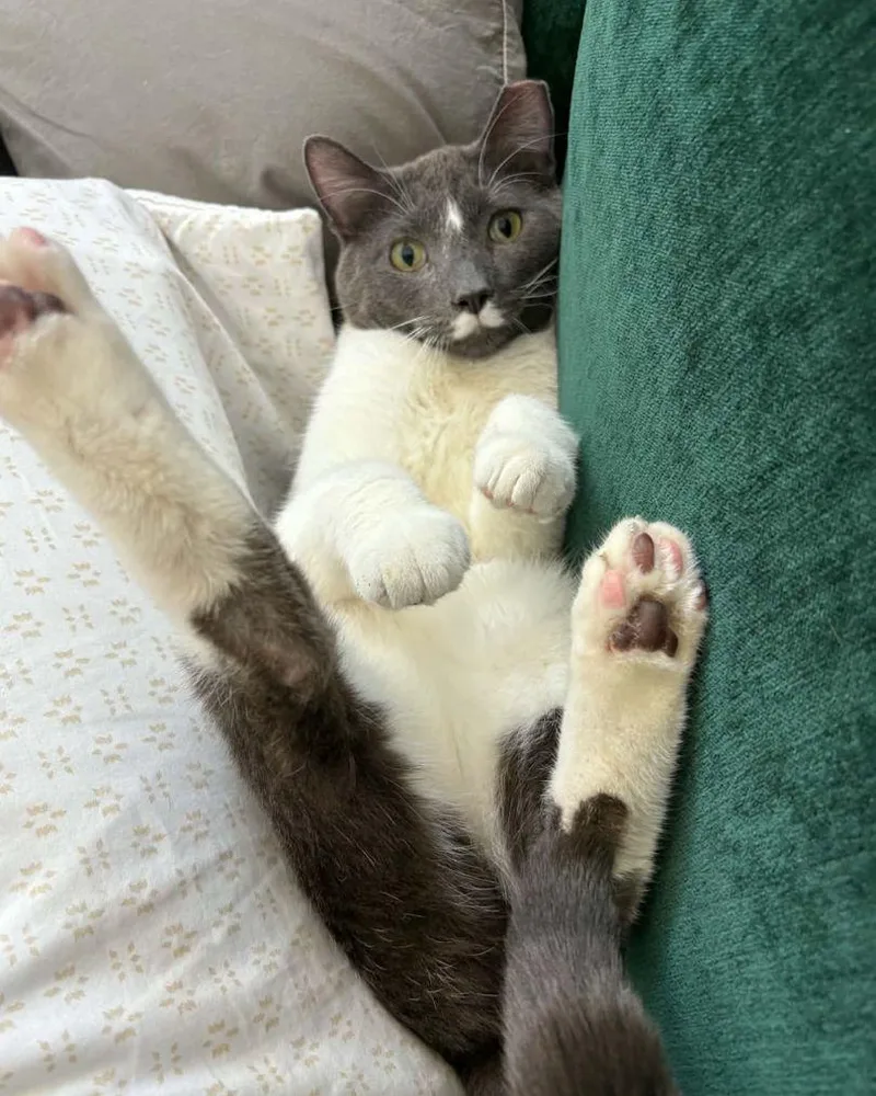 An adult medium-sized male Gray & White Domestic Short Hair cat named Dresden for adoption in Evanston, IL