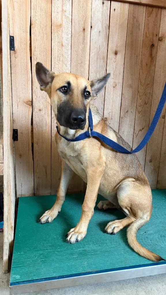 A young large-sized female Shepherd dog named Lexi for adoption in Missouri City, TX