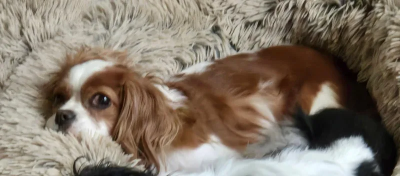 A young small-sized female Bicolor Cavalier King Charles Spaniel dog named Patti OGreen for adoption in Broken Arrow, OK