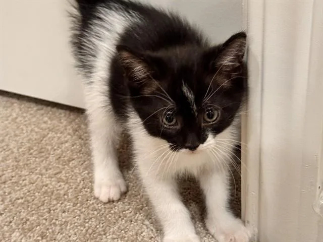 A baby small-sized female Domestic Short Hair cat named Bandit for adoption in Palo Alto, CA